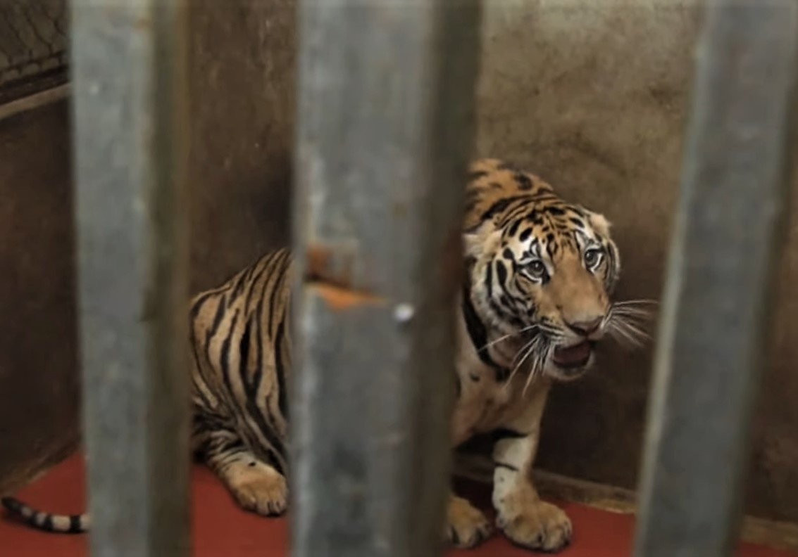 Bên trong hầm nuôi 17 con hổ ở Nghệ An - Ảnh 3.