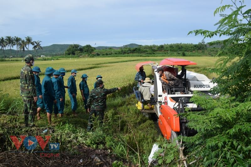 Phú Yên: Bộ đội gặt lúa giúp người dân vùng giãn cách theo Chỉ thị 16 - Ảnh 1.