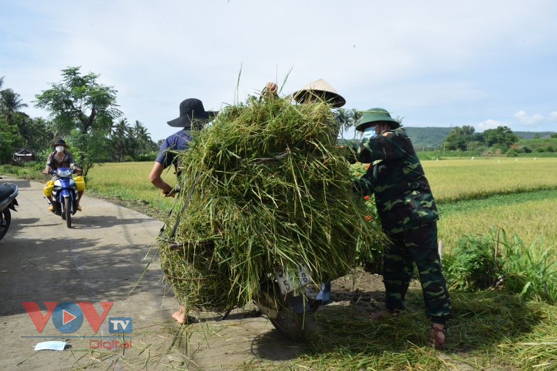 Phú Yên: Bộ đội gặt lúa giúp người dân vùng giãn cách theo Chỉ thị 16 - Ảnh 5.