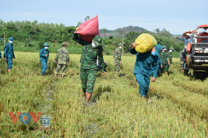 Phú Yên: Bộ đội gặt lúa giúp người dân vùng giãn cách theo Chỉ thị 16 - Ảnh 6.