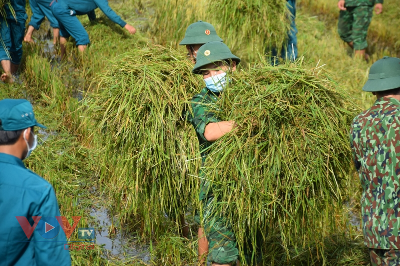 Phú Yên: Bộ đội gặt lúa giúp người dân vùng giãn cách theo Chỉ thị 16 - Ảnh 7.