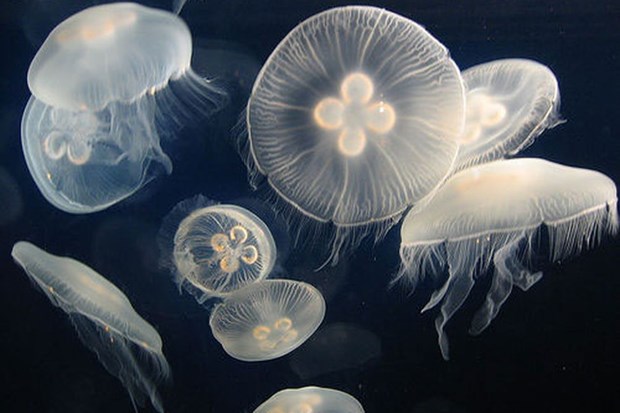 Phát hiện loài sứa nước ngọt hiếm thấy ở Trung Quốc - Ảnh 1.