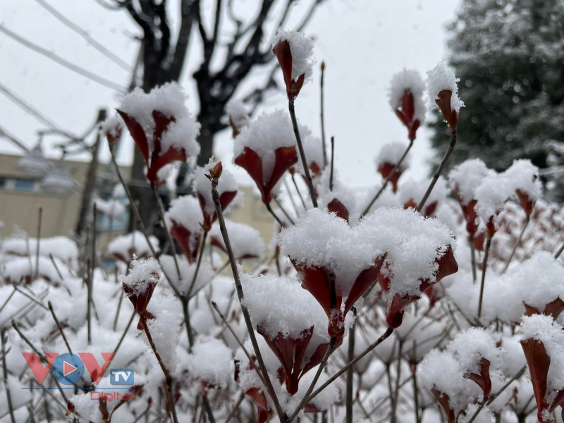 Tuyết rơi trắng xóa tại Tokyo, tạo nên cảnh sắc lãng mạn - Ảnh 4.