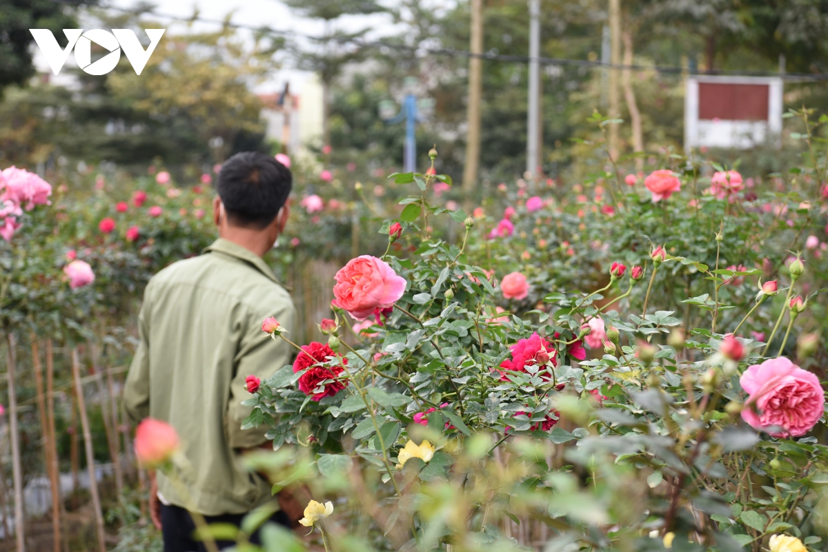 Vùng hoa lớn nhất Hà Nội vào vụ hoa Tết: Niềm vui xen lẫn âu lo - Ảnh 3.