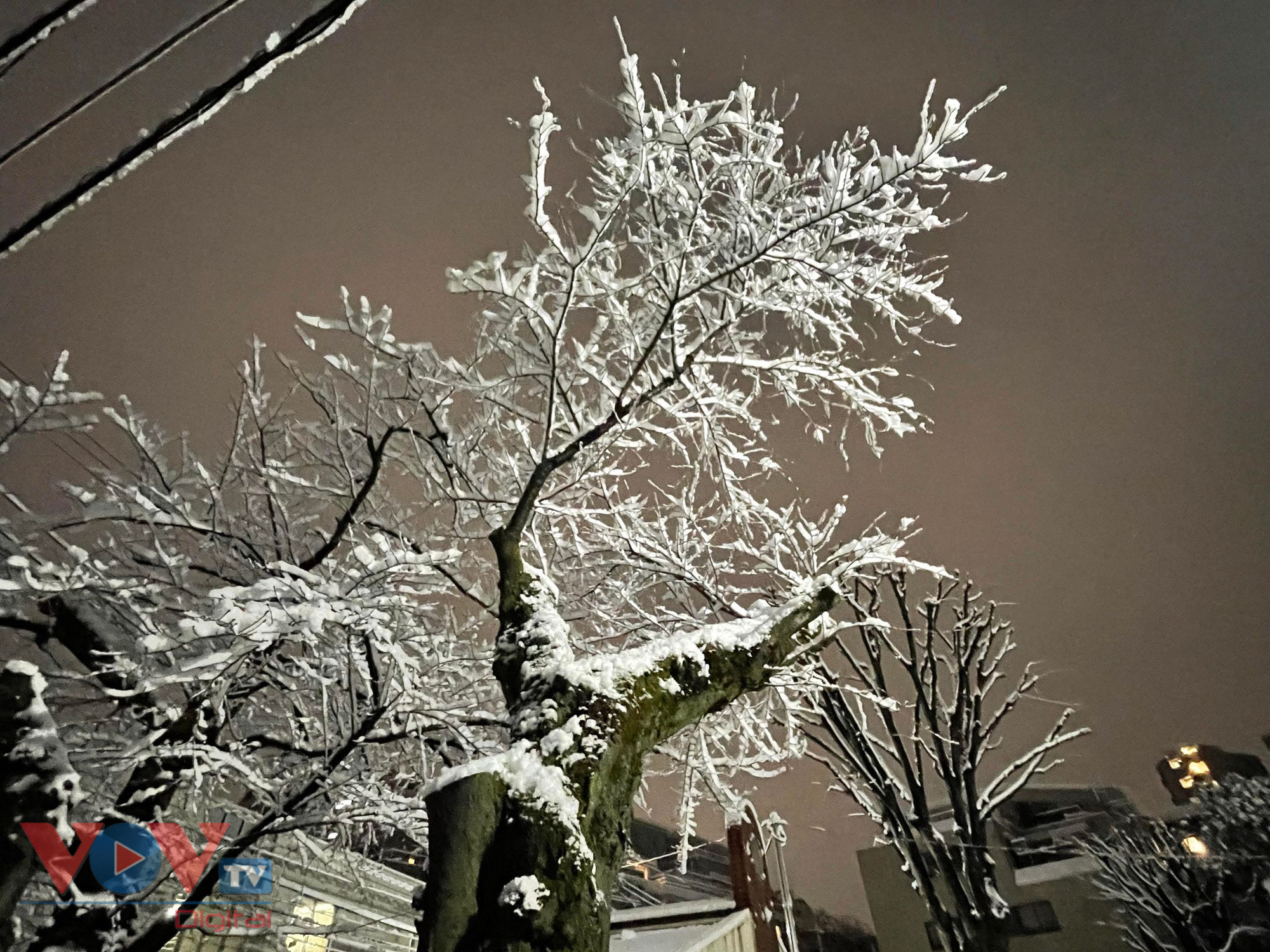 Cảnh tuyết đêm Tokyo đẹp như trong cổ tích - Ảnh 5.