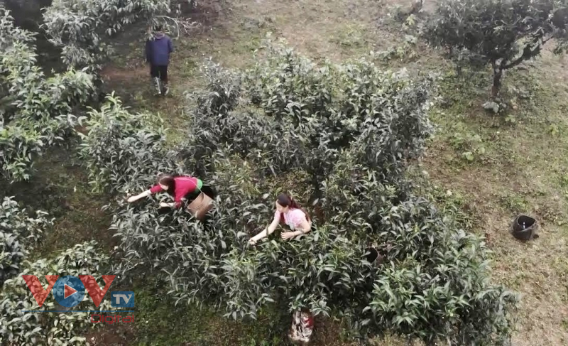 Sơn La: Hàng trăm cây chè cổ thụ được công nhận 'Cây di sản Việt Nam' - Ảnh 4.