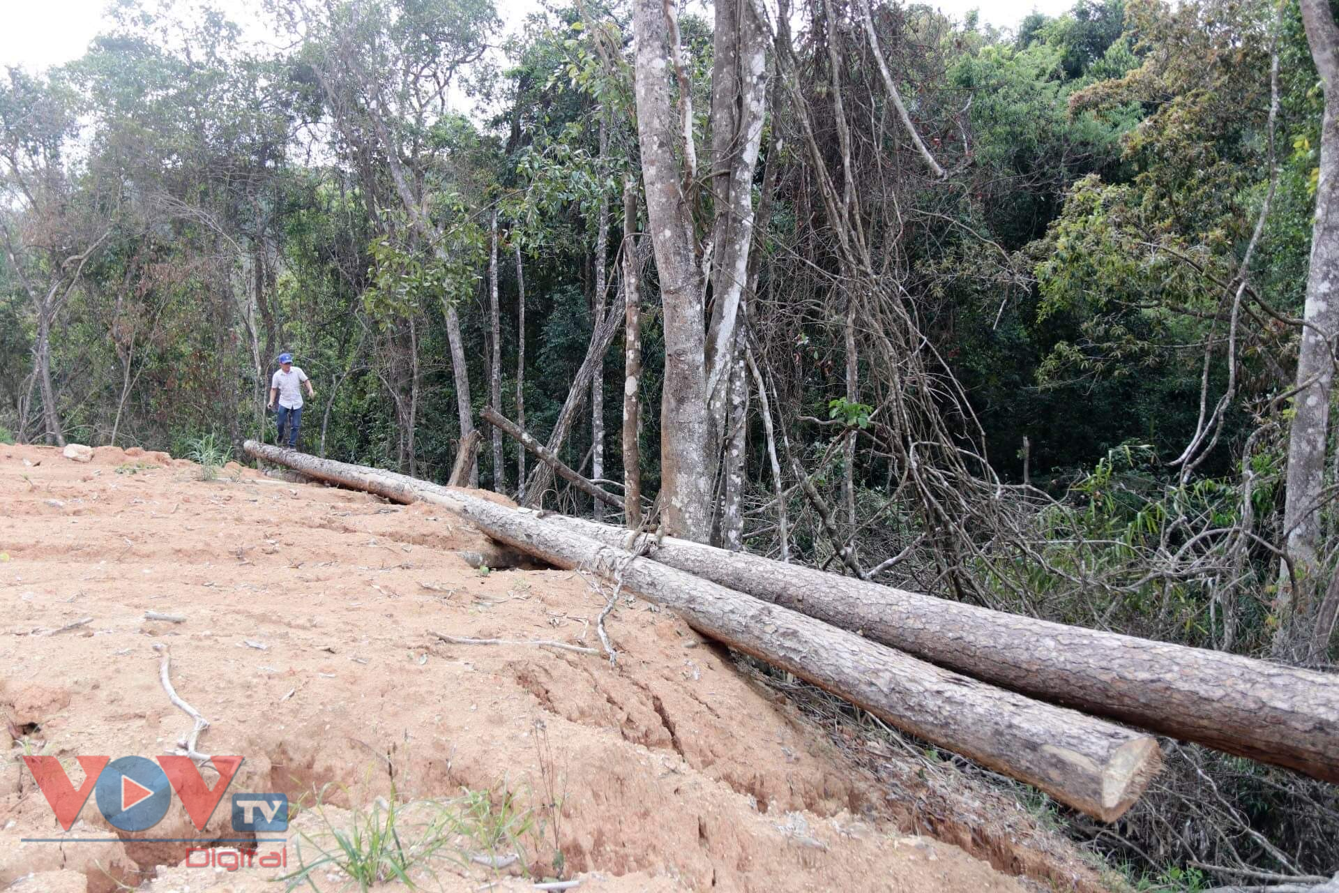 Cận cảnh rừng Quốc gia tại Đắk Lắk, Lâm Đồng bị phá để làm đường khi chưa được phép - Ảnh 9.
