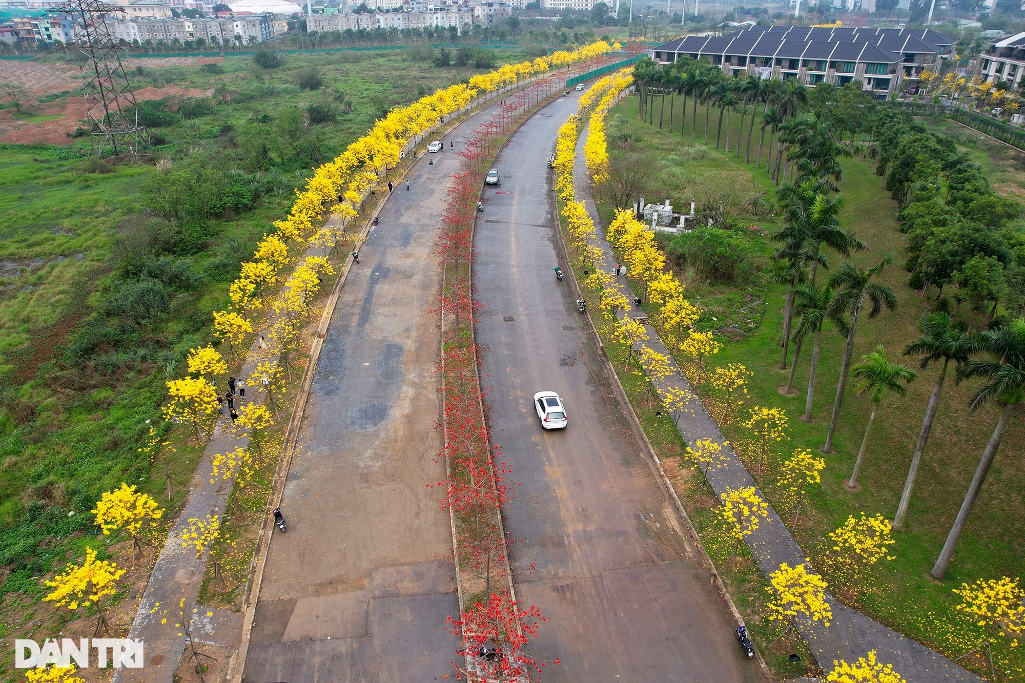 Đẹp ngỡ ngàng đường hoa phong linh nở vàng rực rỡ ở Hà Nội - Ảnh 15.