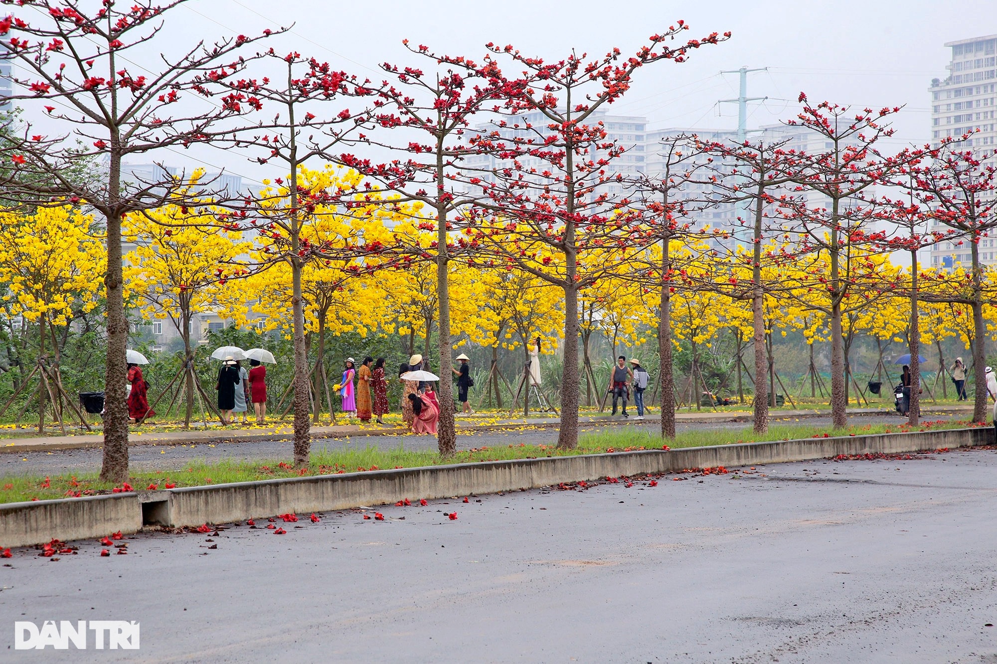 Đẹp ngỡ ngàng đường hoa phong linh nở vàng rực rỡ ở Hà Nội - Ảnh 2.