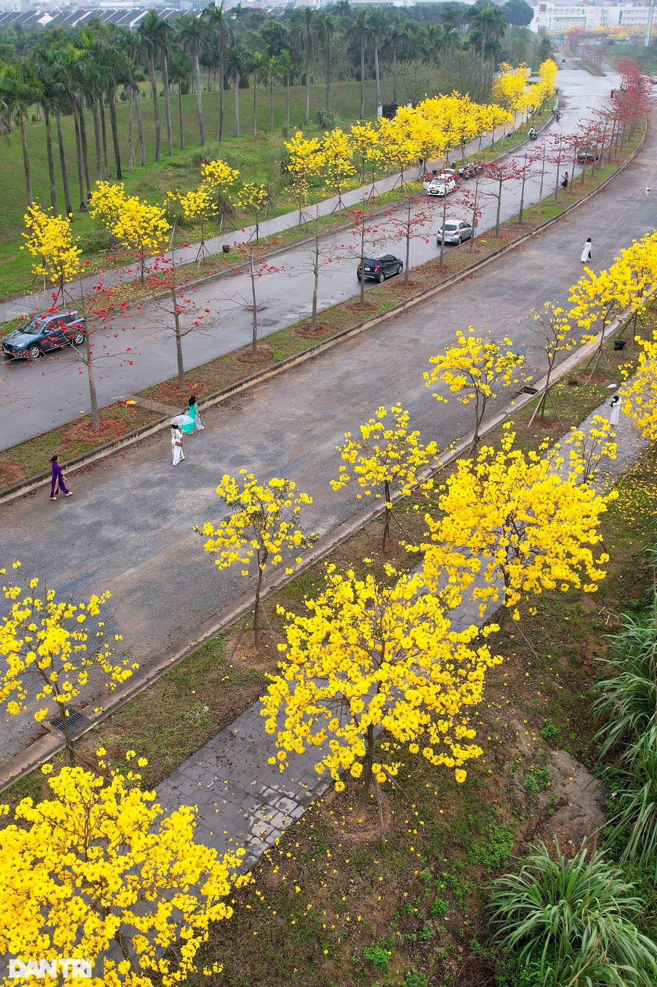 Đẹp ngỡ ngàng đường hoa phong linh nở vàng rực rỡ ở Hà Nội - Ảnh 5.