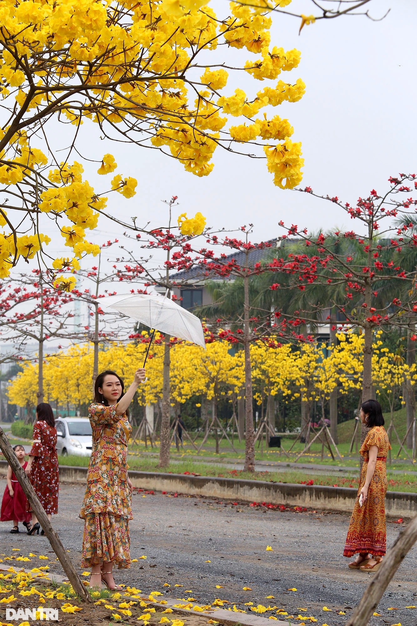 Đẹp ngỡ ngàng đường hoa phong linh nở vàng rực rỡ ở Hà Nội - Ảnh 7.