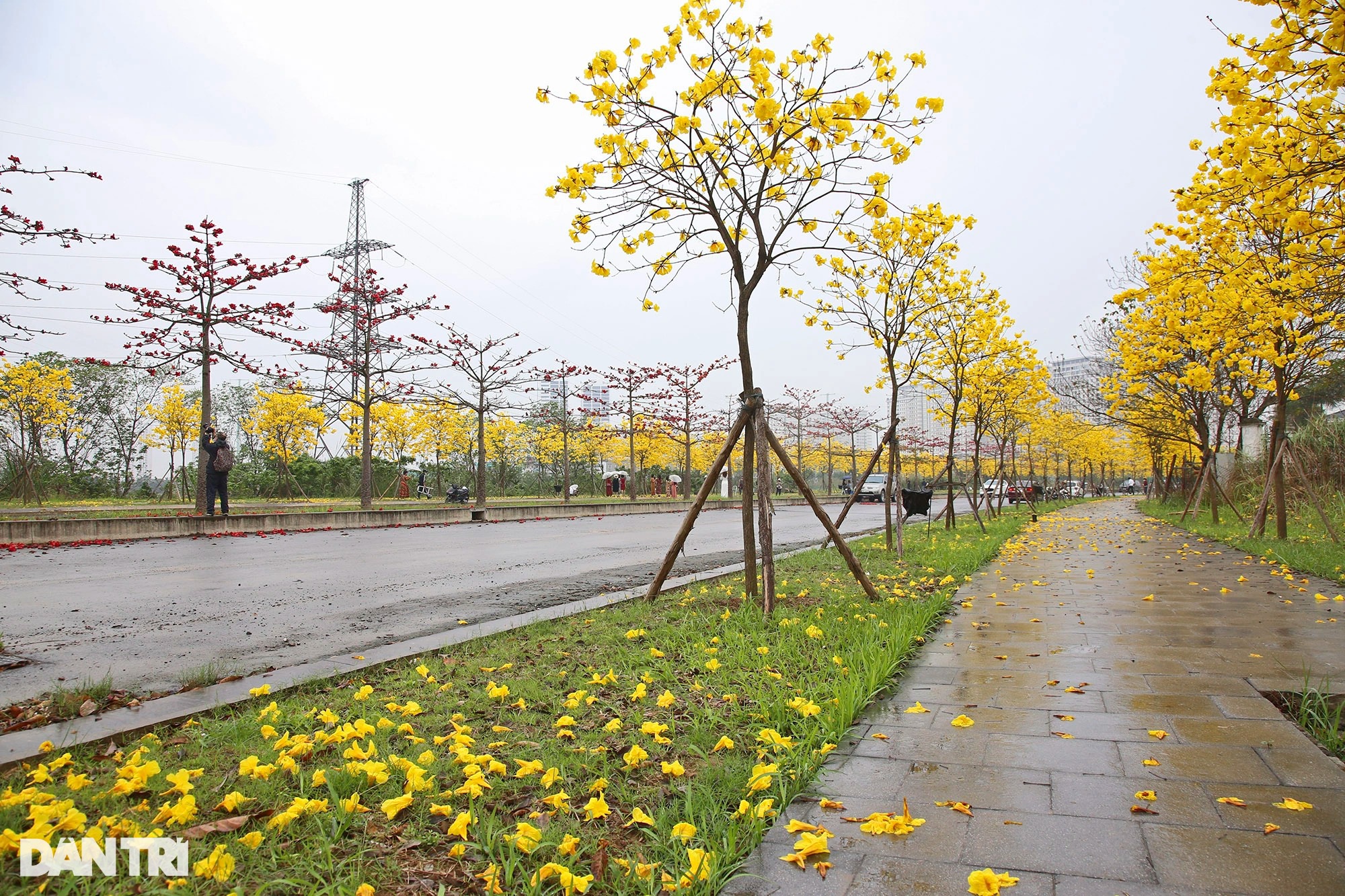 Đẹp ngỡ ngàng đường hoa phong linh nở vàng rực rỡ ở Hà Nội - Ảnh 17.