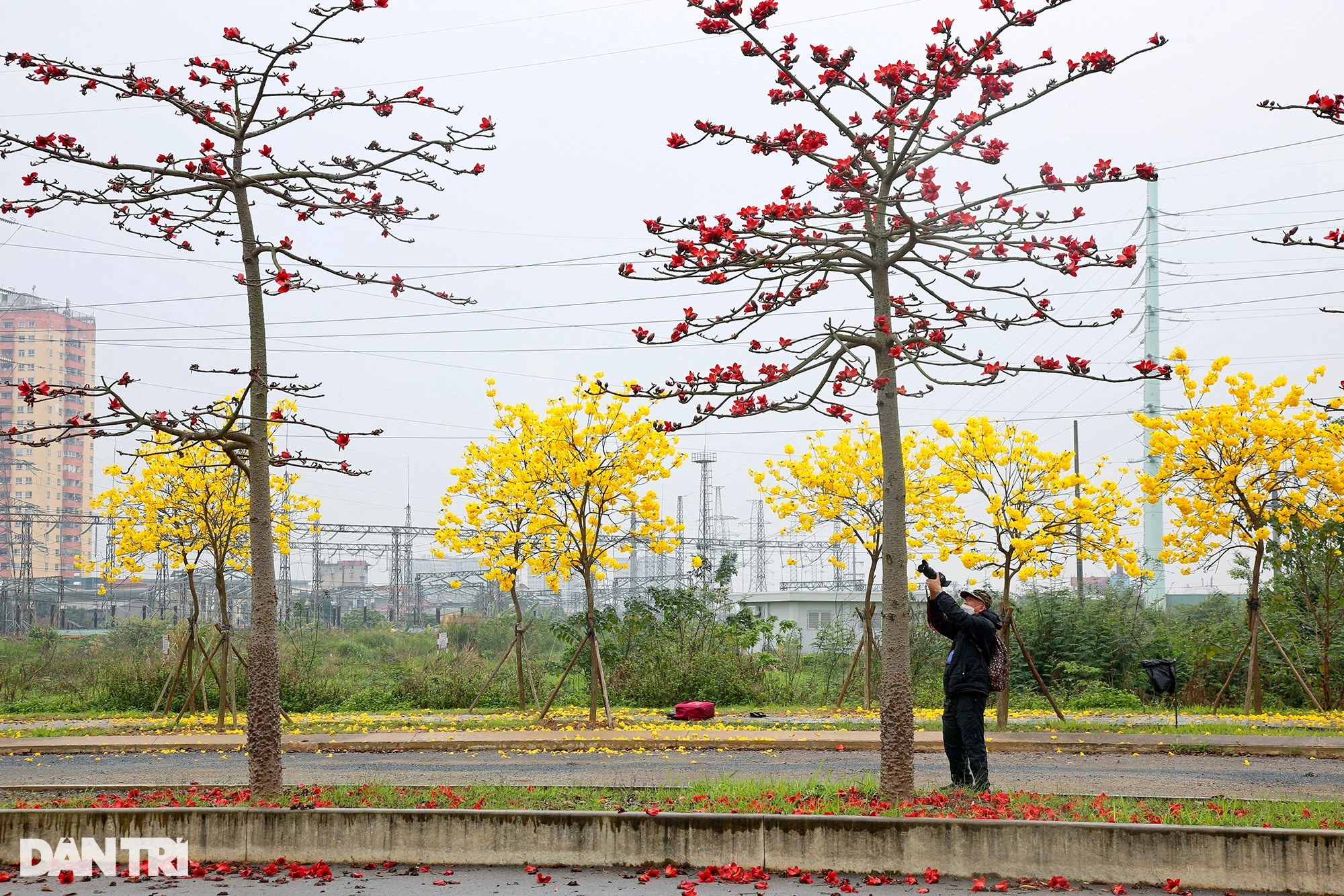 Đẹp ngỡ ngàng đường hoa phong linh nở vàng rực rỡ ở Hà Nội - Ảnh 18.