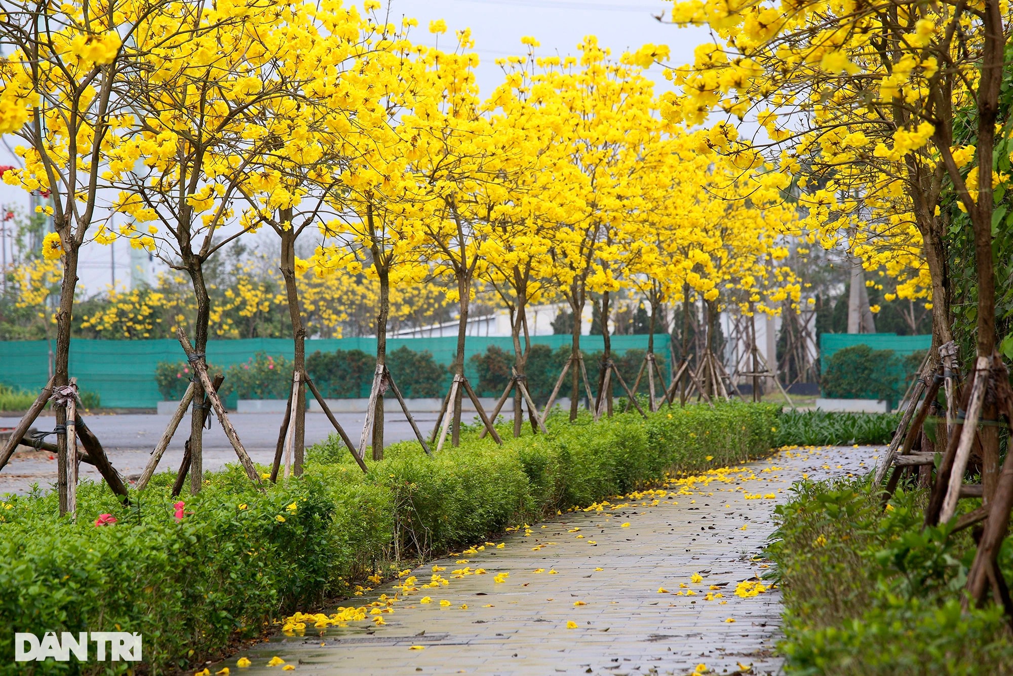 Đẹp ngỡ ngàng đường hoa phong linh nở vàng rực rỡ ở Hà Nội - Ảnh 20.