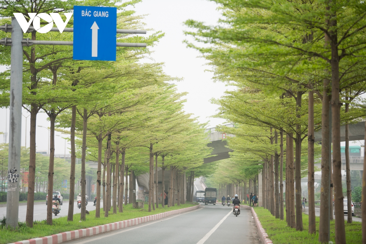 Đùa giỡn tử thần, ngang nhiên đứng giữa đường để chụp ảnh cùng hàng cây bàng Đài Loan - Ảnh 2.