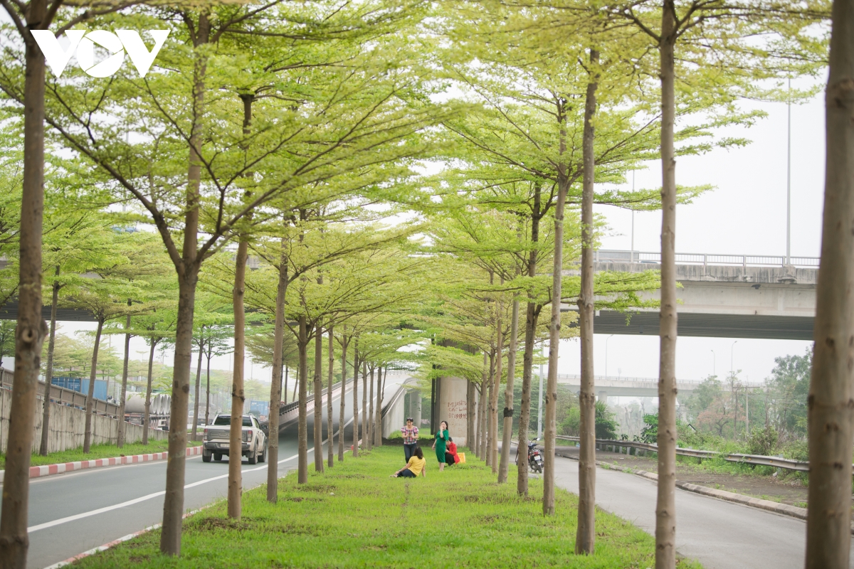 Đùa giỡn tử thần, ngang nhiên đứng giữa đường để chụp ảnh cùng hàng cây bàng Đài Loan - Ảnh 3.