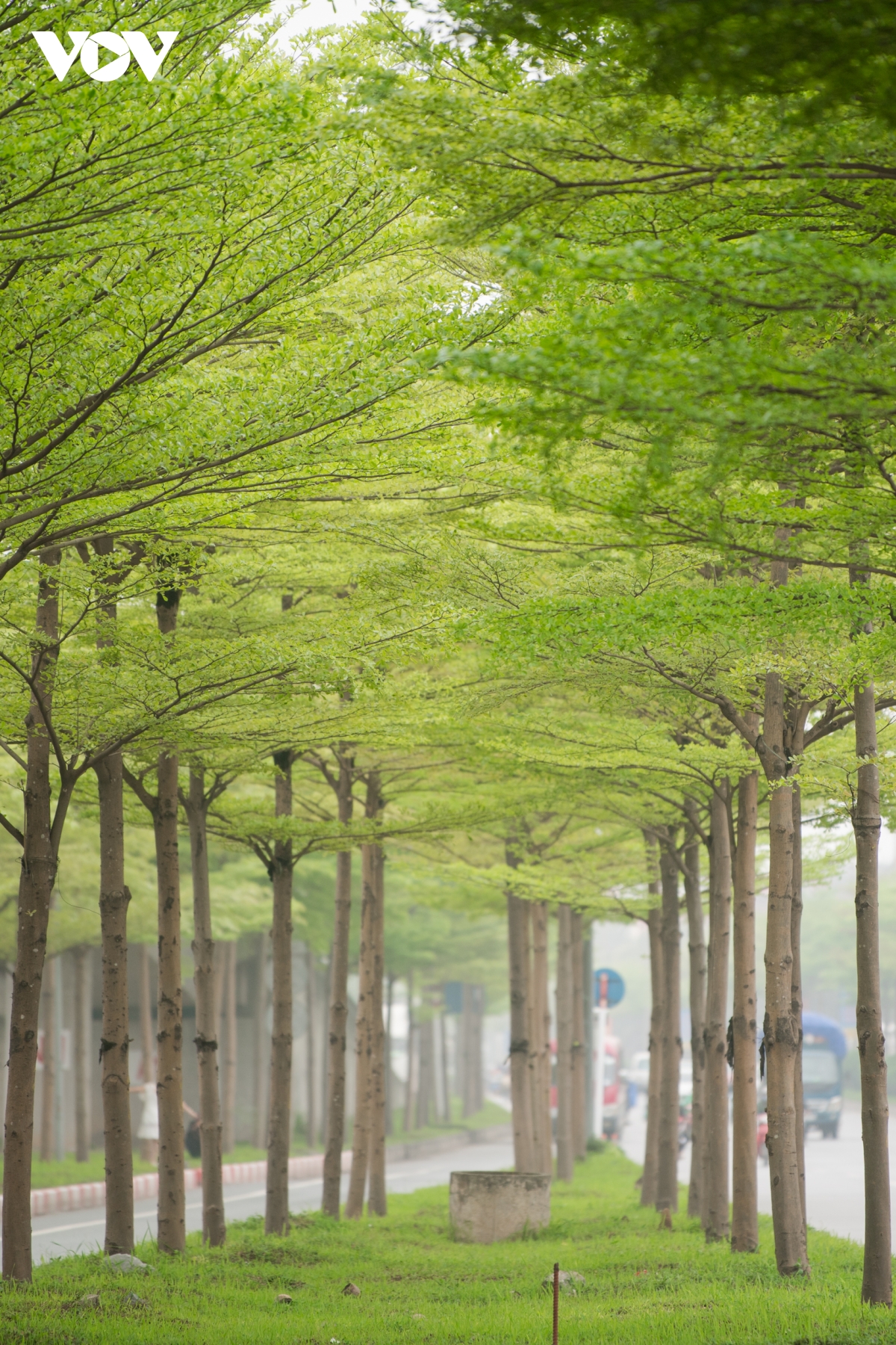 Đùa giỡn tử thần, ngang nhiên đứng giữa đường để chụp ảnh cùng hàng cây bàng Đài Loan - Ảnh 16.