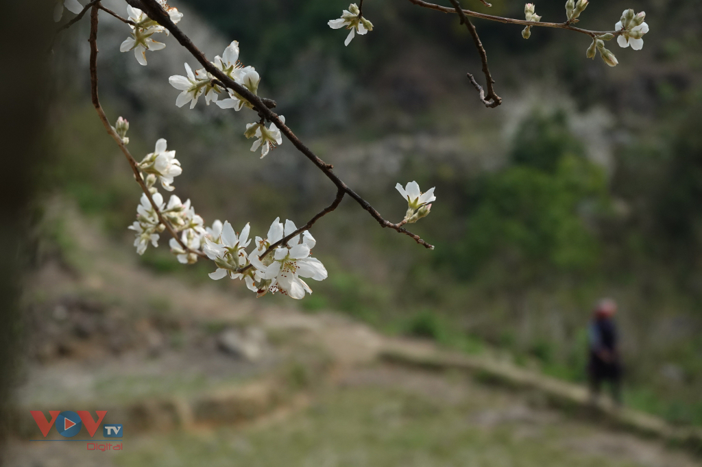 Bản Mông Mù Cang Chải đẹp như tranh trong mùa Sơn tra nở hoa  - Ảnh 10.