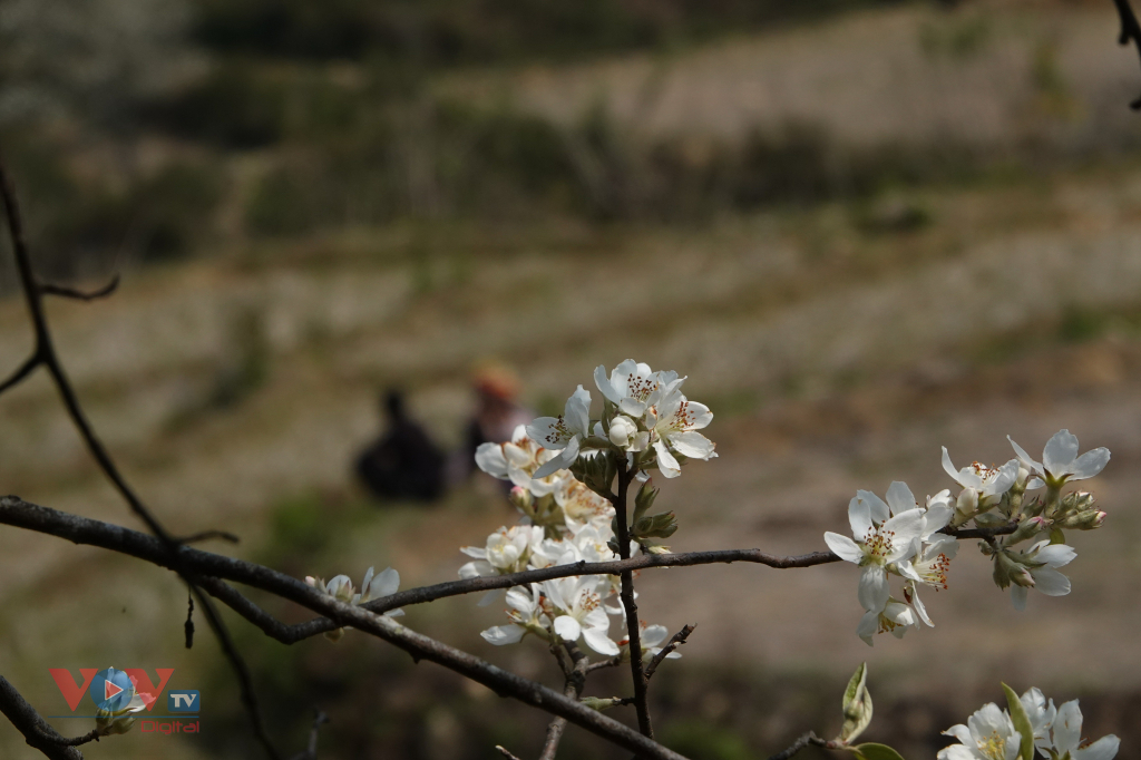 Bản Mông Mù Cang Chải đẹp như tranh trong mùa Sơn tra nở hoa  - Ảnh 11.