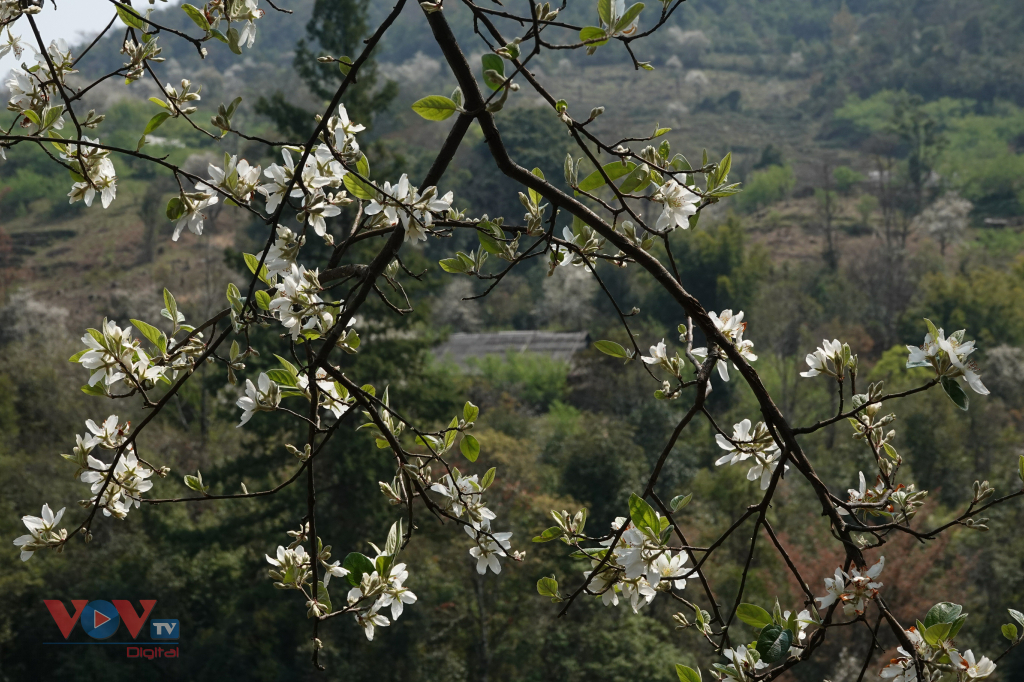 Bản Mông Mù Cang Chải đẹp như tranh trong mùa Sơn tra nở hoa  - Ảnh 12.