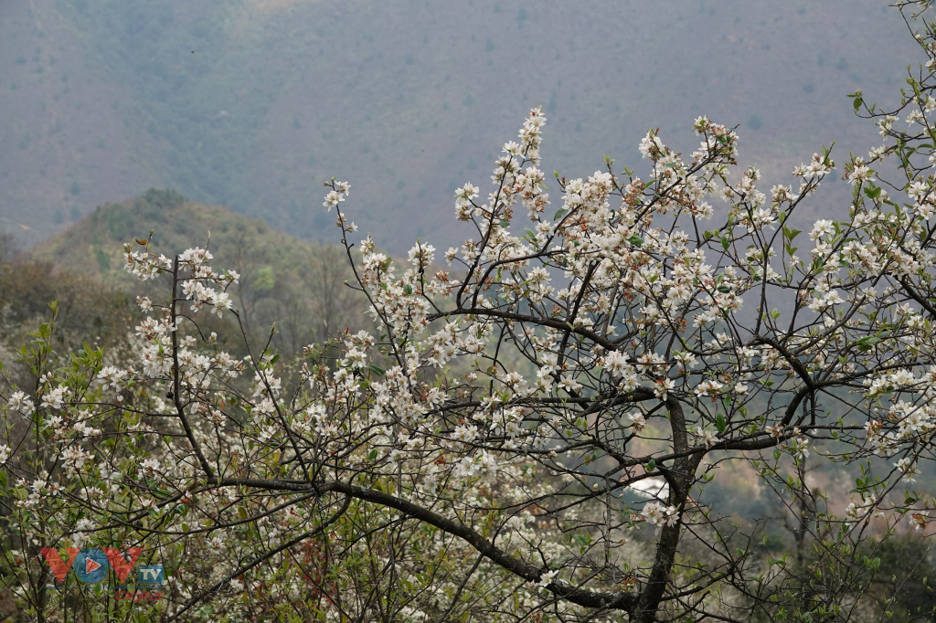 Bản Mông Mù Cang Chải đẹp như tranh trong mùa Sơn tra nở hoa  - Ảnh 5.