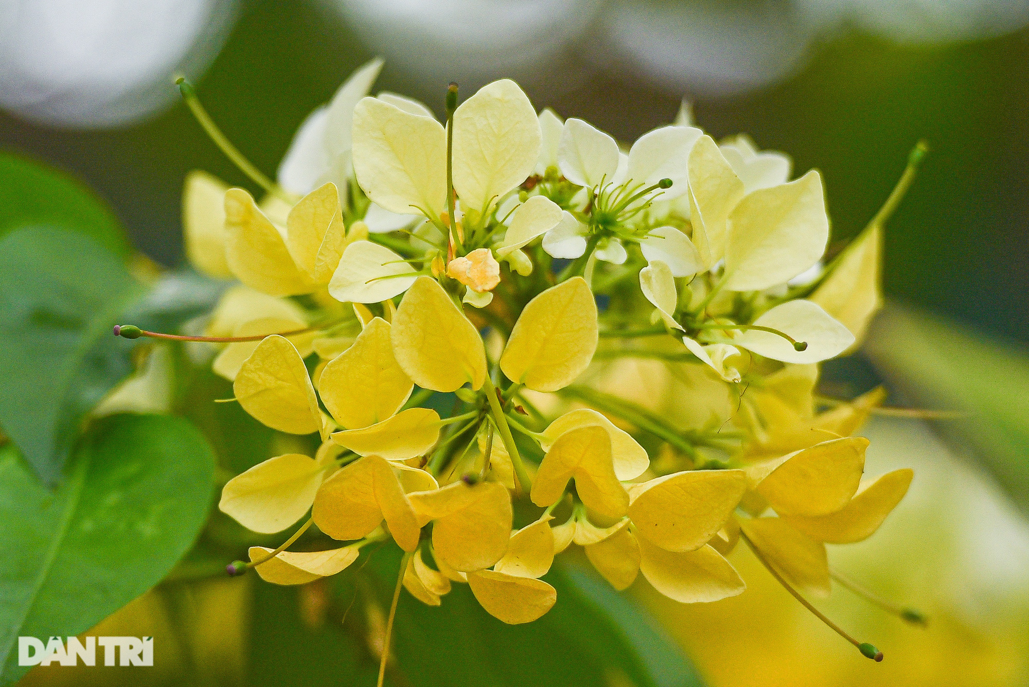 Chiêm ngưỡng cây hoa bún cổ thụ được coi là 'báu vật' giữa lòng Hà Nội - Ảnh 3.