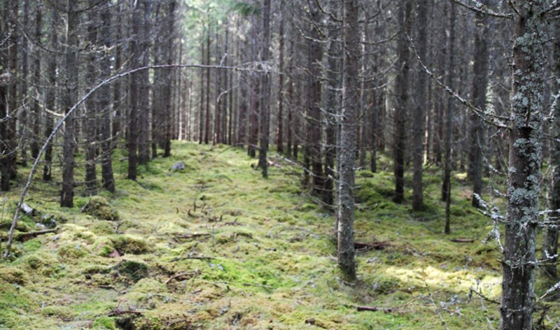 Lạc giữa rừng Thụy Điển - Ảnh 1.