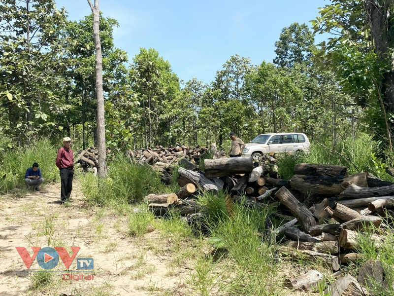 Đắk Lắk: Xác định được nhóm đối tượng phá rừng quy mô lớn ở xã biên giới Ea Bung, Ea Súp - Ảnh 1.