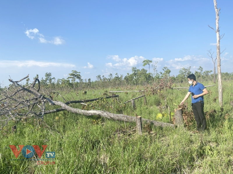 Đắk Lắk: Xác định được nhóm đối tượng phá rừng quy mô lớn ở xã biên giới Ea Bung, Ea Súp - Ảnh 3.