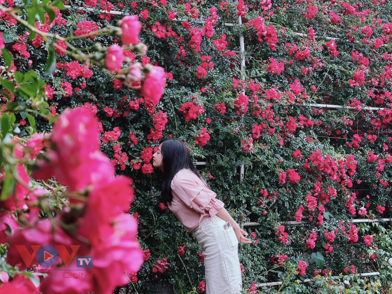 Say đắm trong muôn sắc hoa tại Lễ hội hoa hồng Fansipan - Ảnh 4.