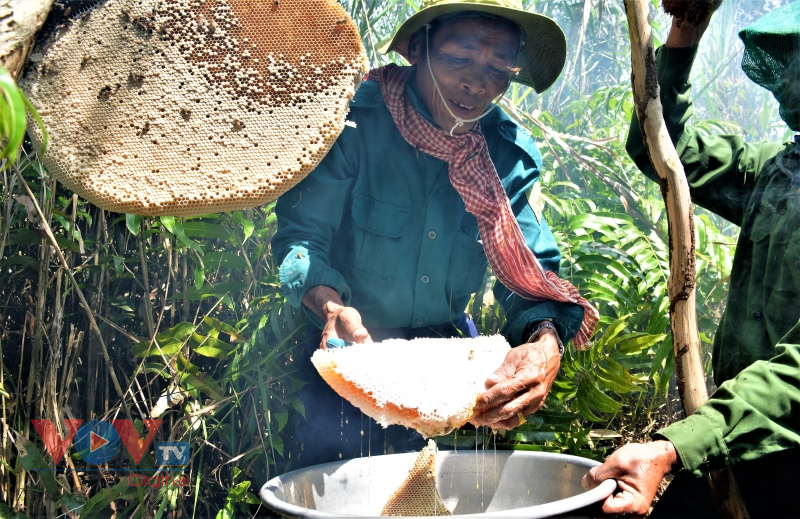 Trải nghiệm nghề 'ăn ong' truyền thống ở đất rừng U Minh hạ - Ảnh 1.