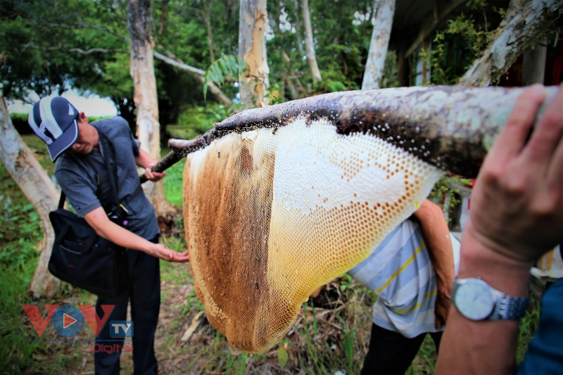 Trải nghiệm nghề 'ăn ong' truyền thống ở đất rừng U Minh hạ - Ảnh 10.