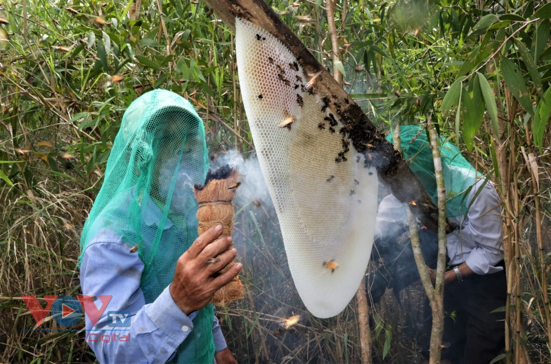 Trải nghiệm nghề 'ăn ong' truyền thống ở đất rừng U Minh hạ - Ảnh 4.