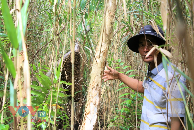 Trải nghiệm nghề 'ăn ong' truyền thống ở đất rừng U Minh hạ - Ảnh 9.