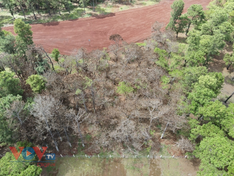 Gia Lai: Hàng nghìn cây thông nguy cơ tàn lụi sau khi nhường đất làm Sân golf Đăk Đoa - Ảnh 6.