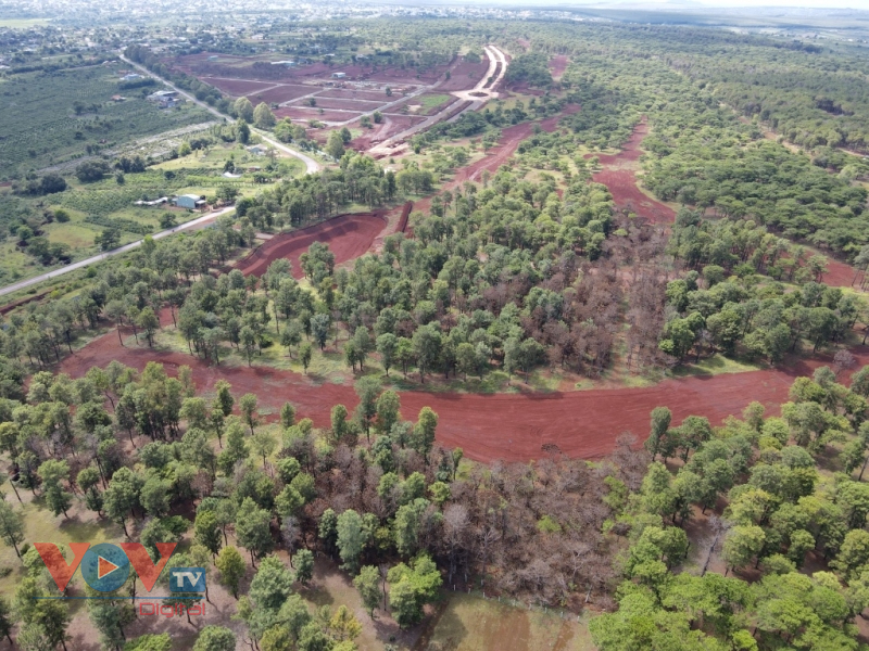 Gia Lai: Hàng nghìn cây thông nguy cơ tàn lụi sau khi nhường đất làm Sân golf Đăk Đoa - Ảnh 7.