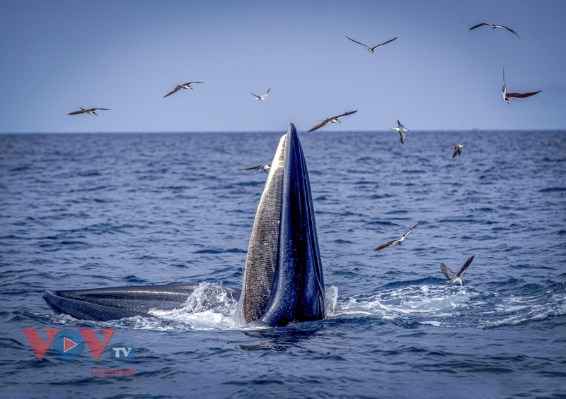 Mãn nhãn cảnh mẹ con cá voi săn mồi ở vùng biển Đề Gi, Bình Định - Ảnh 1.
