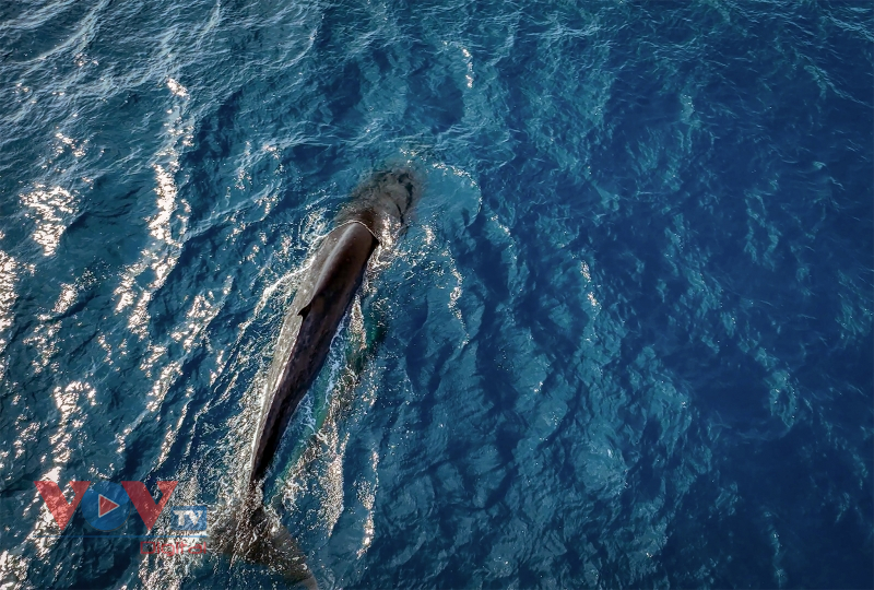 Mãn nhãn cảnh mẹ con cá voi săn mồi ở vùng biển Đề Gi, Bình Định - Ảnh 11.