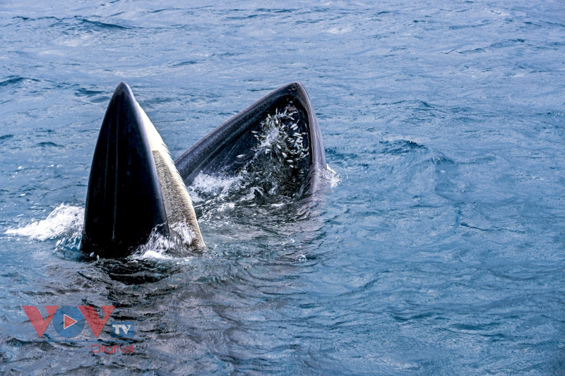 Mãn nhãn cảnh mẹ con cá voi săn mồi ở vùng biển Đề Gi, Bình Định - Ảnh 12.