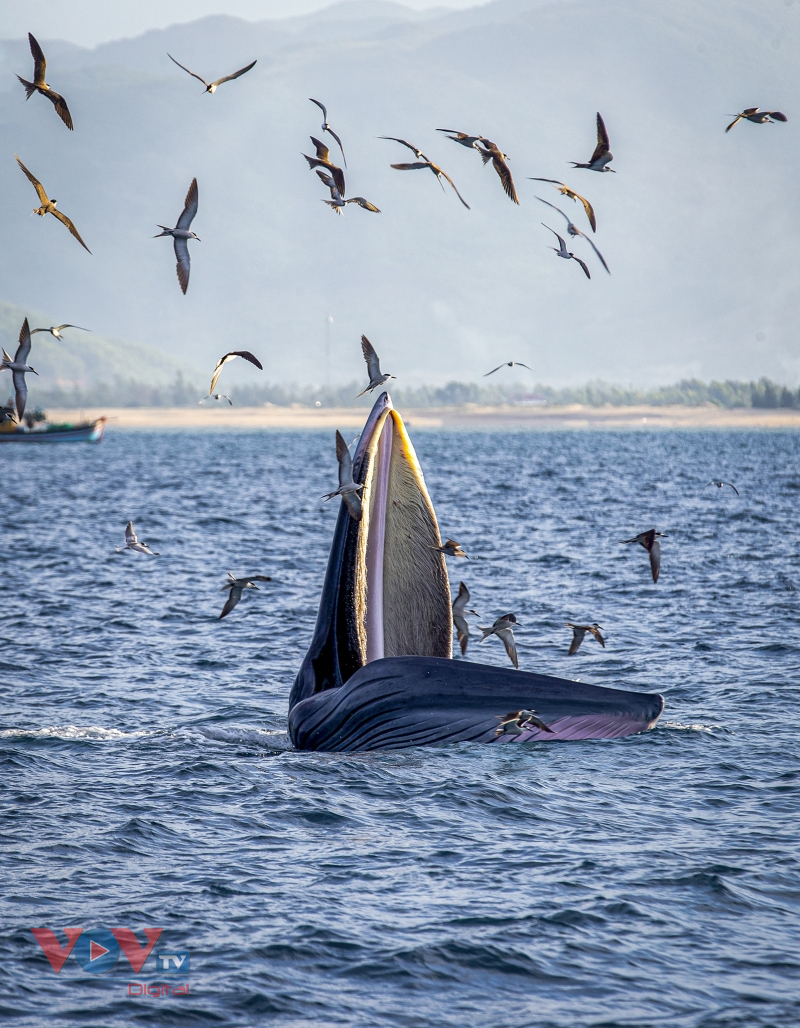Mãn nhãn cảnh mẹ con cá voi săn mồi ở vùng biển Đề Gi, Bình Định - Ảnh 13.