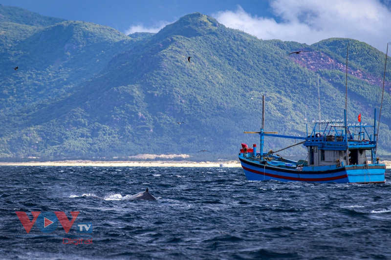 Mãn nhãn cảnh mẹ con cá voi săn mồi ở vùng biển Đề Gi, Bình Định - Ảnh 18.