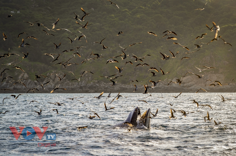 Mãn nhãn cảnh mẹ con cá voi săn mồi ở vùng biển Đề Gi, Bình Định - Ảnh 19.