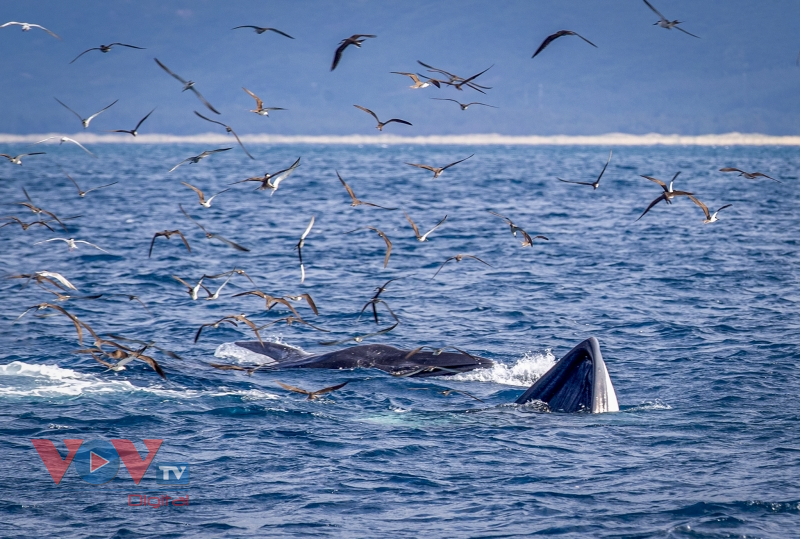 Mãn nhãn cảnh mẹ con cá voi săn mồi ở vùng biển Đề Gi, Bình Định - Ảnh 6.