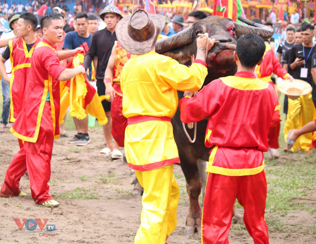 Vượt hàng trăm cây số về Đồ Sơn dự Lễ hội chọi trâu truyền thống - Ảnh 7.