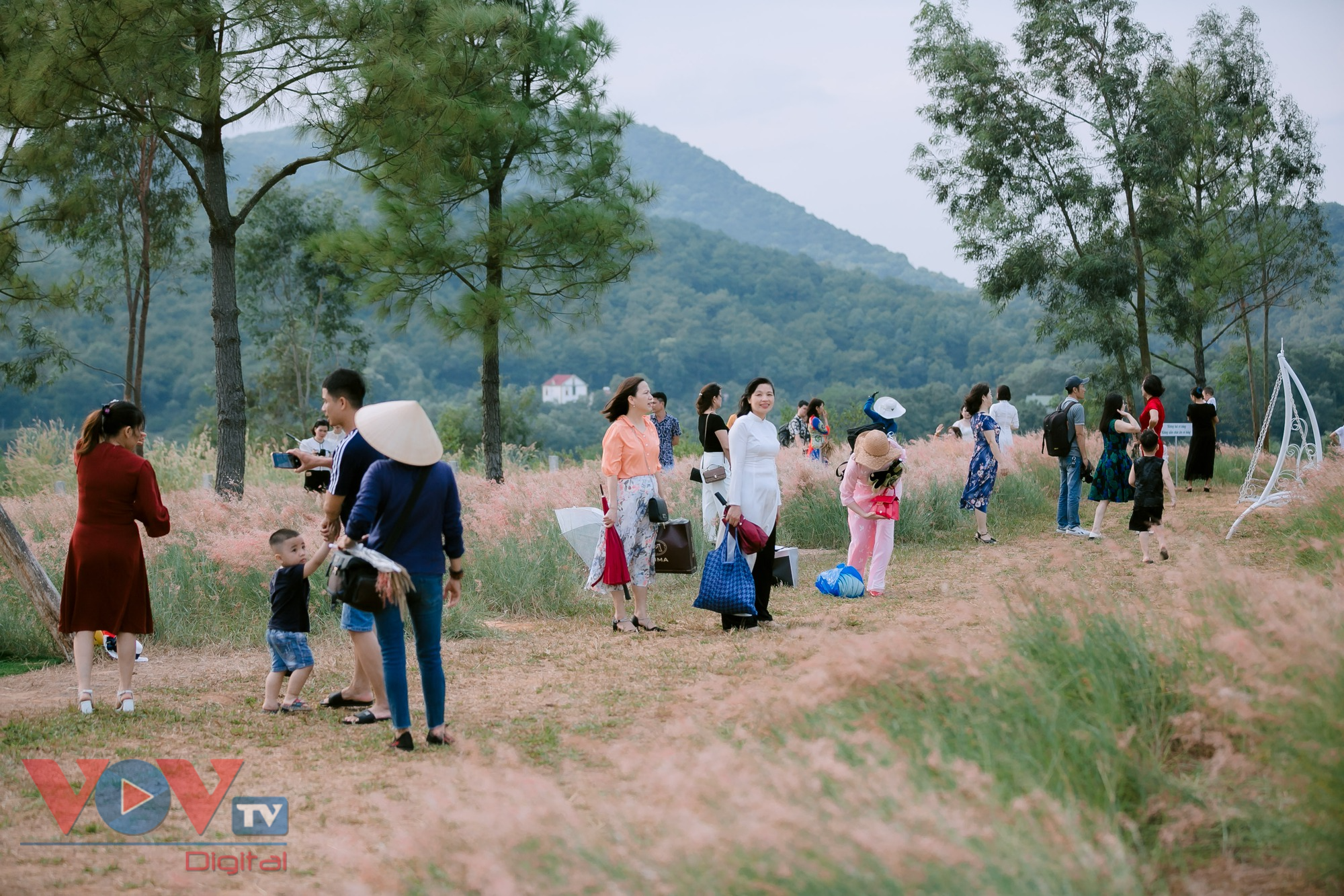 Check-in đồi cỏ hồng đẹp như lạc vào xứ sở cổ tích ở Chí Linh- Ảnh 3.