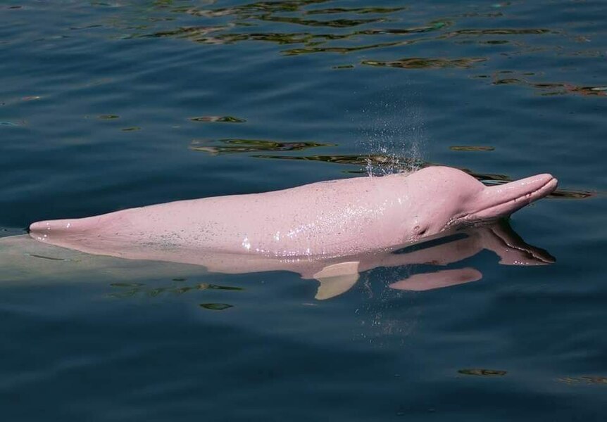 Cá heo hồng bất ngờ xuất hiện ở Campuchia- Ảnh 1.