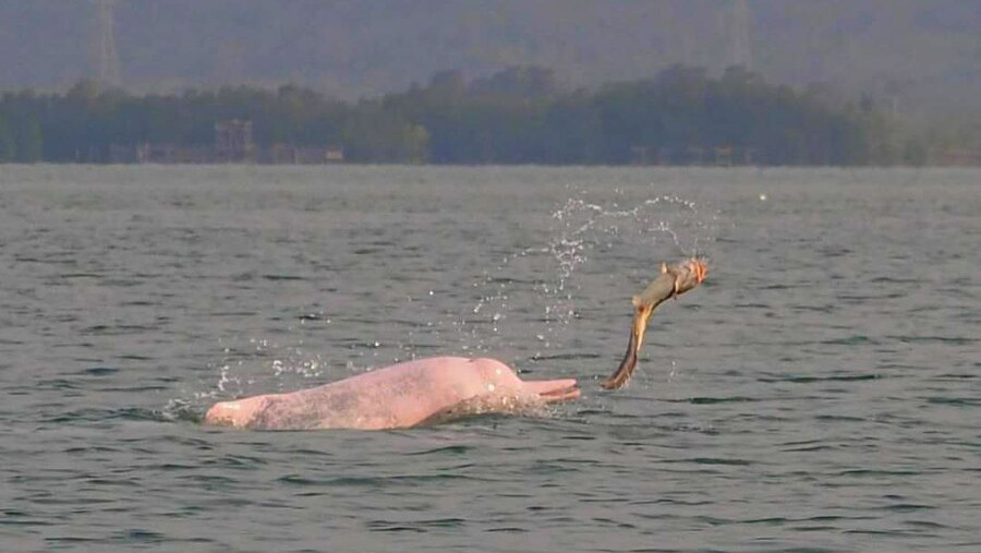 Cá heo hồng bất ngờ xuất hiện ở Campuchia- Ảnh 2.