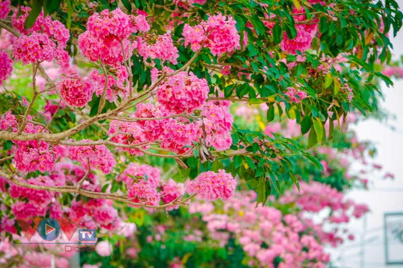 Rộ đường hoa kèn hồng đẹp tựa Hàn Quốc ở miền Tây - Ảnh 3.