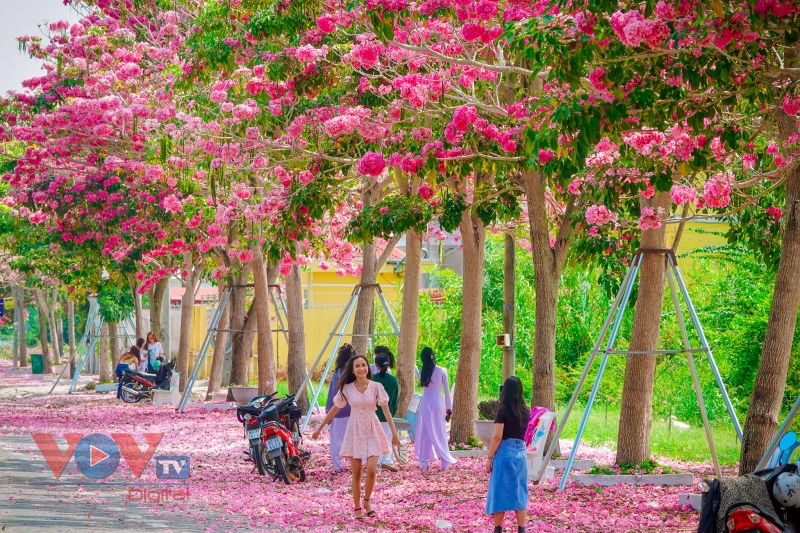 Rộ đường hoa kèn hồng đẹp tựa Hàn Quốc ở miền Tây - Ảnh 4.