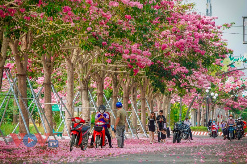 Rộ đường hoa kèn hồng đẹp tựa Hàn Quốc ở miền Tây - Ảnh 5.